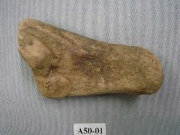 藏品(虎踵骨)的圖片